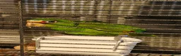 Parrots birds for sale: White Fronted Amazon H/R Silly Tame - Advert 5
