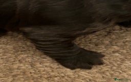 Cocker Spaniel dogs for sale: 🐾🐶 SHOW TYPE COCKER SPANIELS🐶🐾 - Image 24