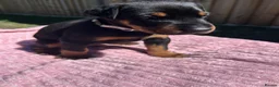 Dobermann dogs for sale: 9 Doberman Puppies- Ready to leave 6th June - Advert 26