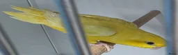 Parakeets birds for sale: Lineolated Parakeet breeding pairs for sale - Advert 6