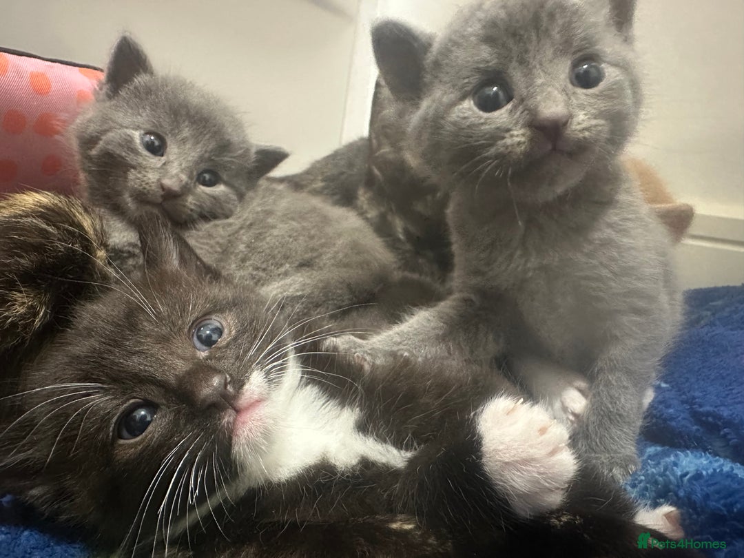 Mixed Breed cats for sale: Beautiful kittens - Advert 5