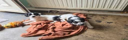 Sprocker dogs for sale: READY NOW Cocker spaniel puppies. - Advert 3