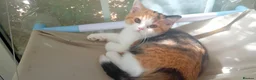 British Shorthair cats for sale: Grand champion sired - Advert 3