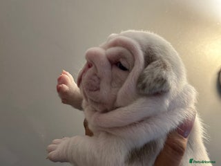 English Bulldog dogs - Advert 20