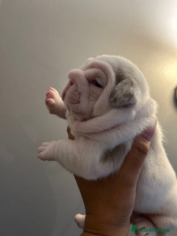 English Bulldog dogs - Advert 3