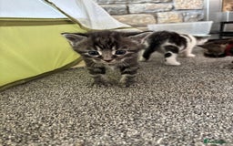 Mixed Breed cats for sale: Adorable Kittens Available  - Image 15