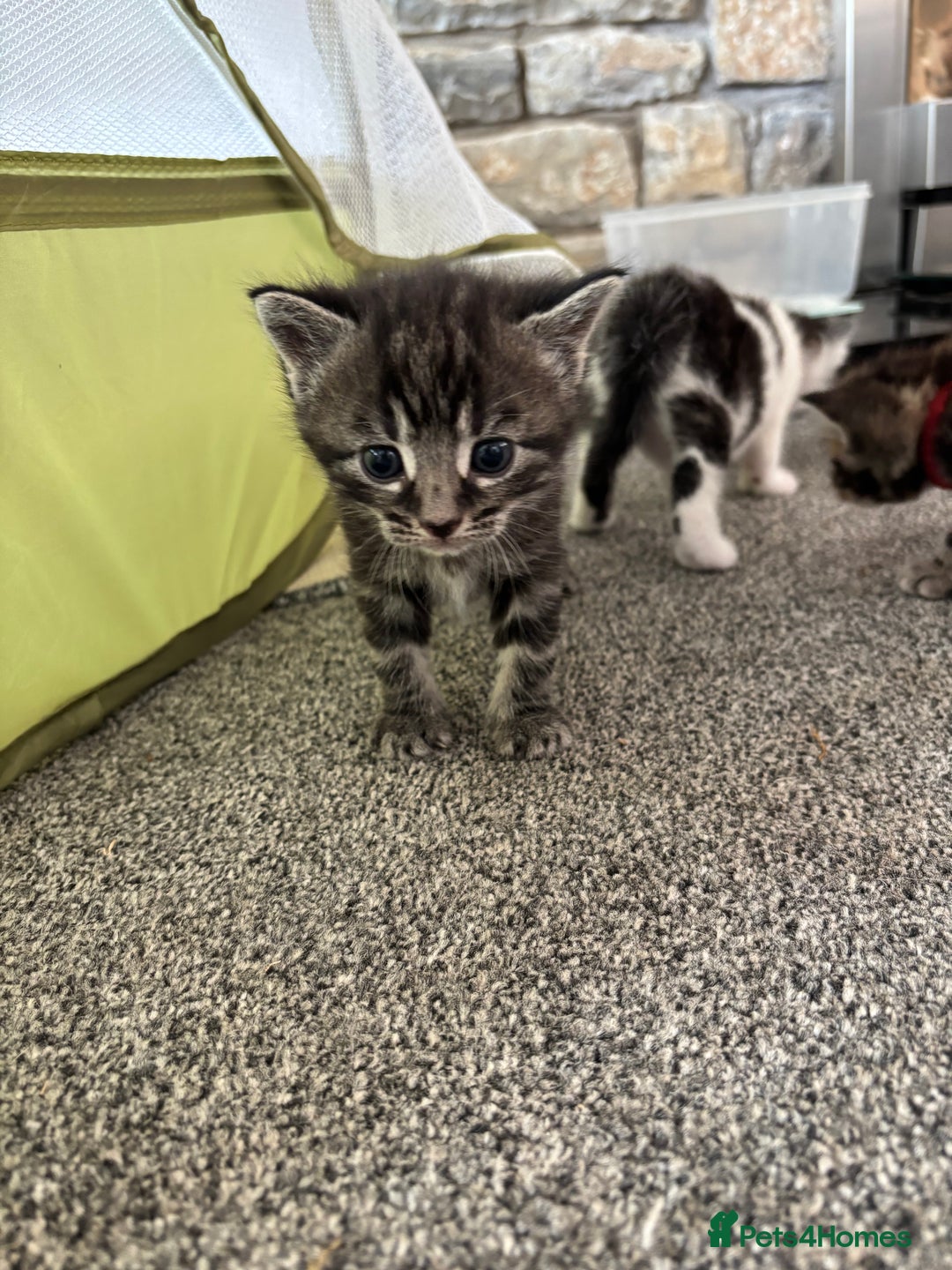 Mixed Breed cats for sale: Adorable Kittens Available  - Image 15