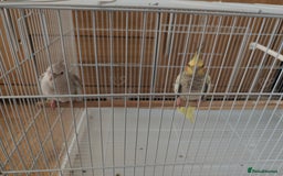 Cockatiels birds for sale: 2 female cockertiels  - Image 1