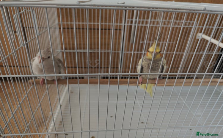 Cockatiels birds - Advert 8