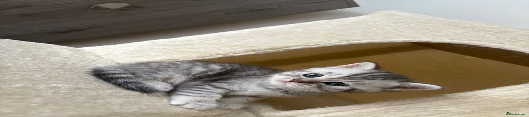 British Shorthair Kitten 1