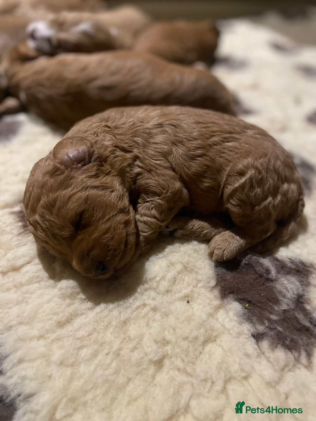 Mixed Breed dogs for sale: Beautiful litter of Australian labradoodles  - Advert 7