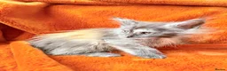 Maine Coon cats for sale: Maine coon kittens READY NOW  - Advert 2
