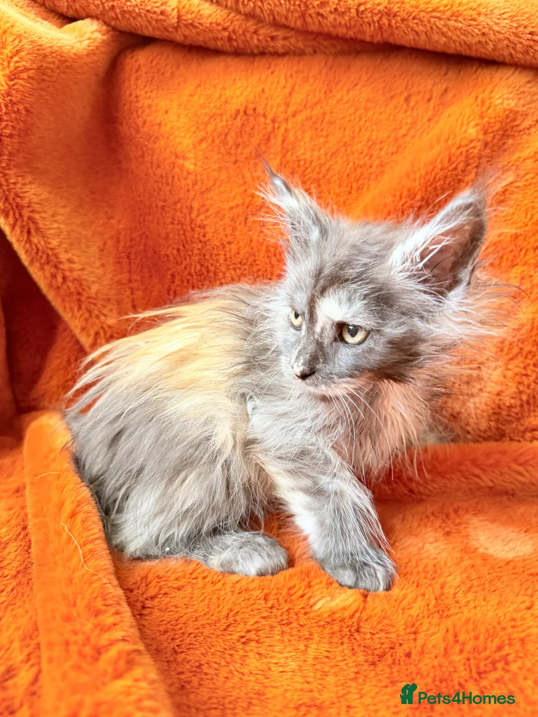 Maine Coon cats for sale: Maine coon kittens READY NOW  - Advert 2