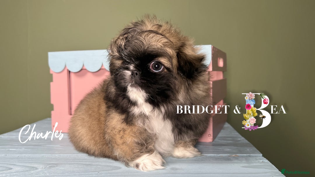 Pekingese dogs for sale: ⭐️QUALITY KC PUPS⭐️ - Advert 5