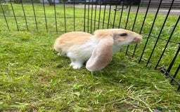 French Lop rabbits for sale: Beautiful and friendly French lop babies - Image 7