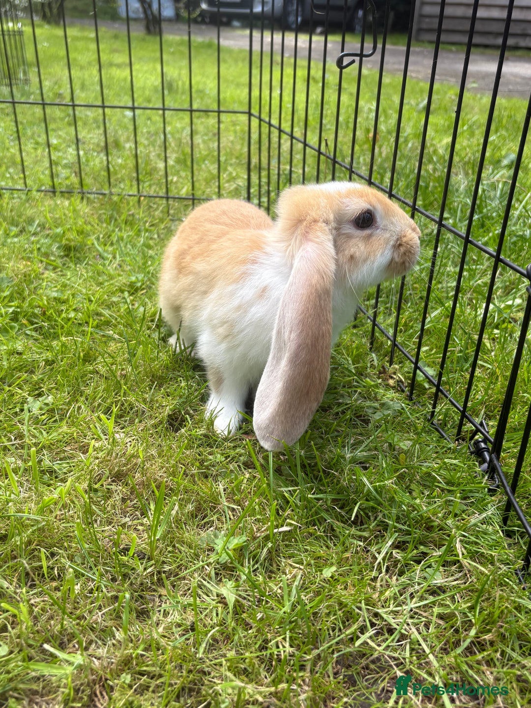 French Lop rabbits for sale: Beautiful and friendly French lop babies - Image 7