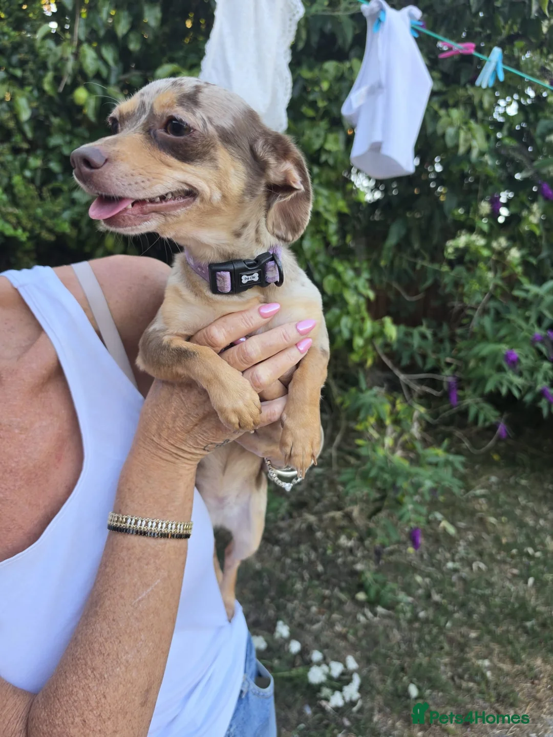 Chiweenie dogs for sale: Beautiful Miniature Dachshund x Chihuahua  - Advert 2