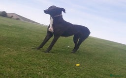 Mixed Breed dogs for sale: 3 tan girls remaining  - Image 10