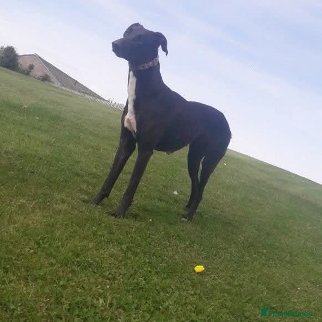 Mixed Breed dogs for sale: 3 tan girls remaining  - Image 10