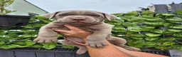 Mastiff dogs for sale: MASTIFF pups for sale in Whitstable - Advert 6