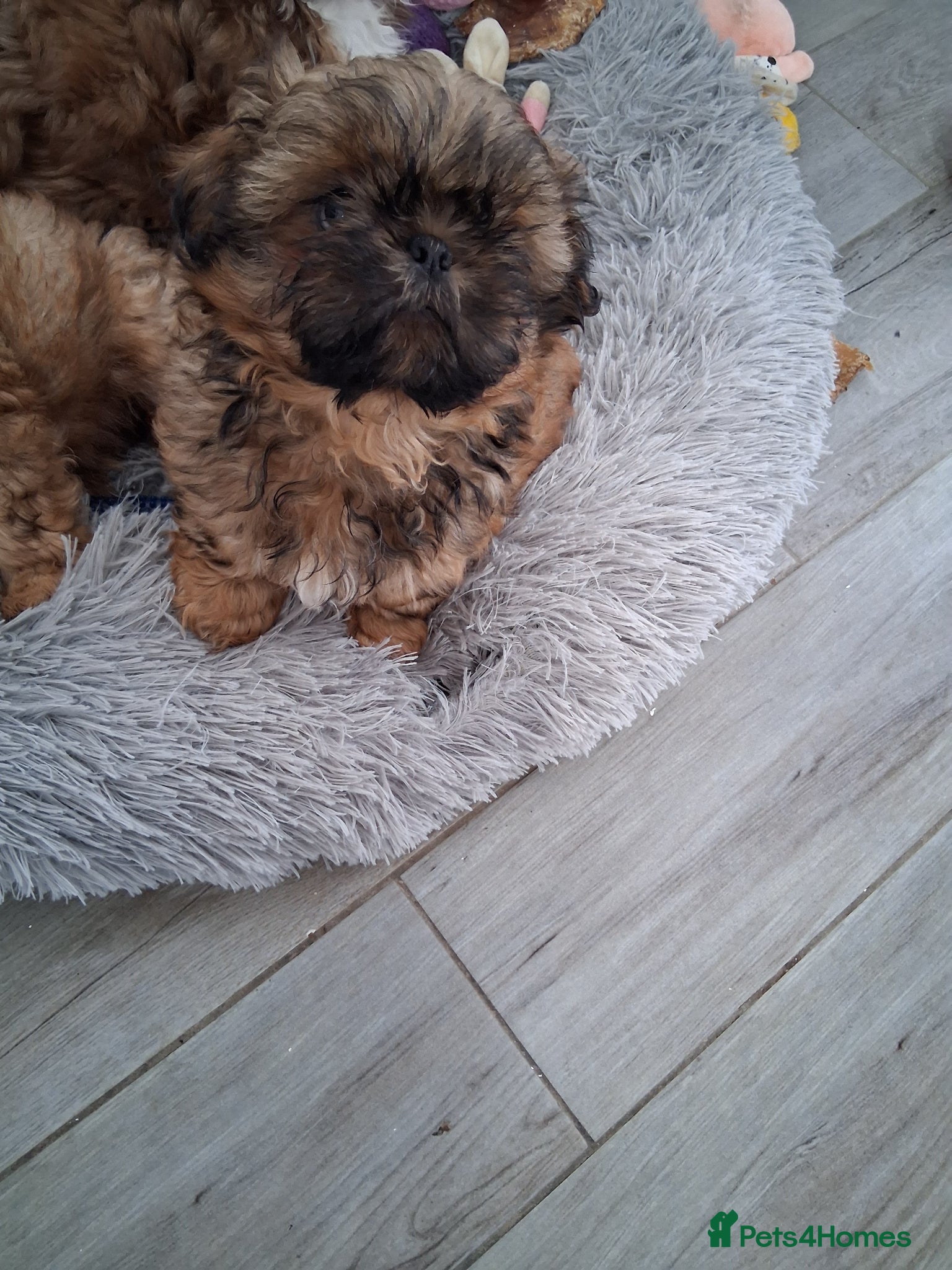 Shih Tzu dogs Registered imperial shih tzu puppies ready now.. - Advert 2