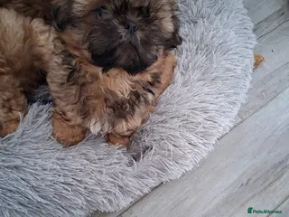 Shih Tzu dogs Registered imperial shih tzu puppies ready now.. - Advert 2