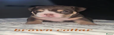 Brown collar puppy