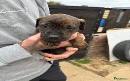 Mixed Breed dogs for sale: Outstanding quality litter of twelve pups - Image 18