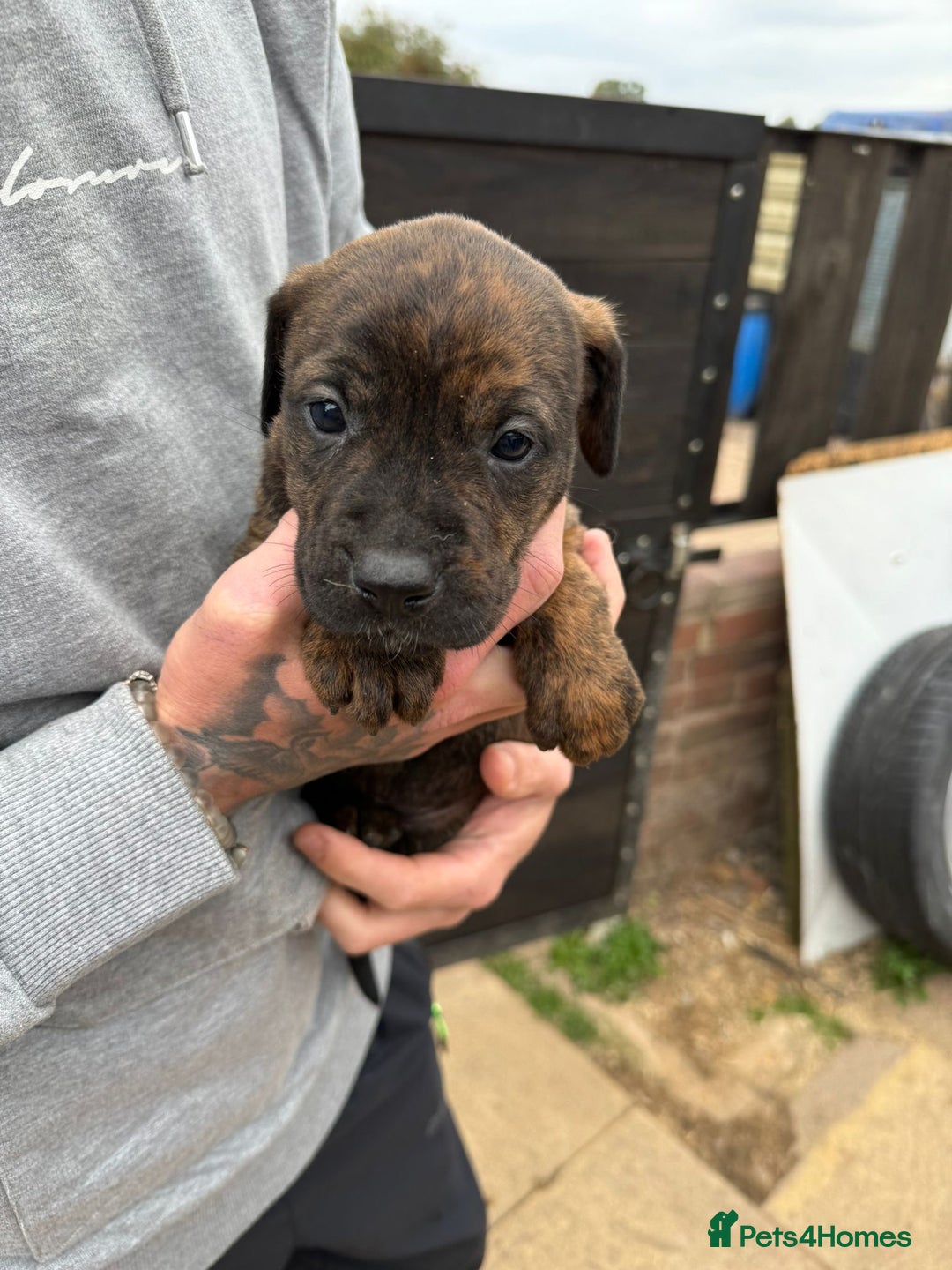 Mixed Breed dogs for sale: Outstanding quality litter of twelve pups - Image 18