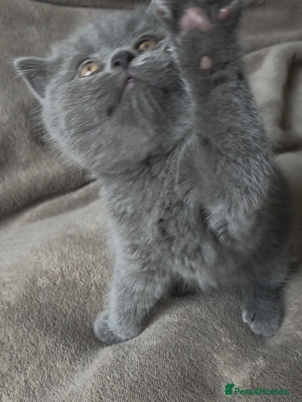 British Shorthair cats Last boy Left - Advert 2