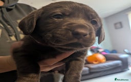 Labrador Retriever dogs for sale: Beautiful litter of brown & black labrador puppies - Image 3