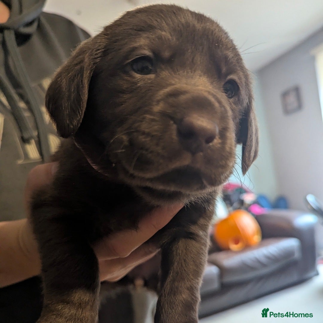 Labrador Retriever dogs for sale: Beautiful litter of brown & black labrador puppies - Image 3