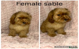Cockapoo dogs for sale: F1 cockapoos - Image 1