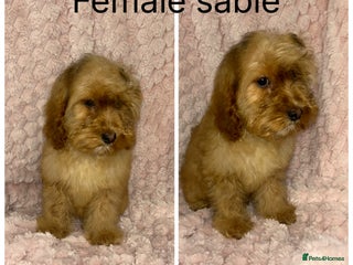 Cockapoo dogs - Advert 23