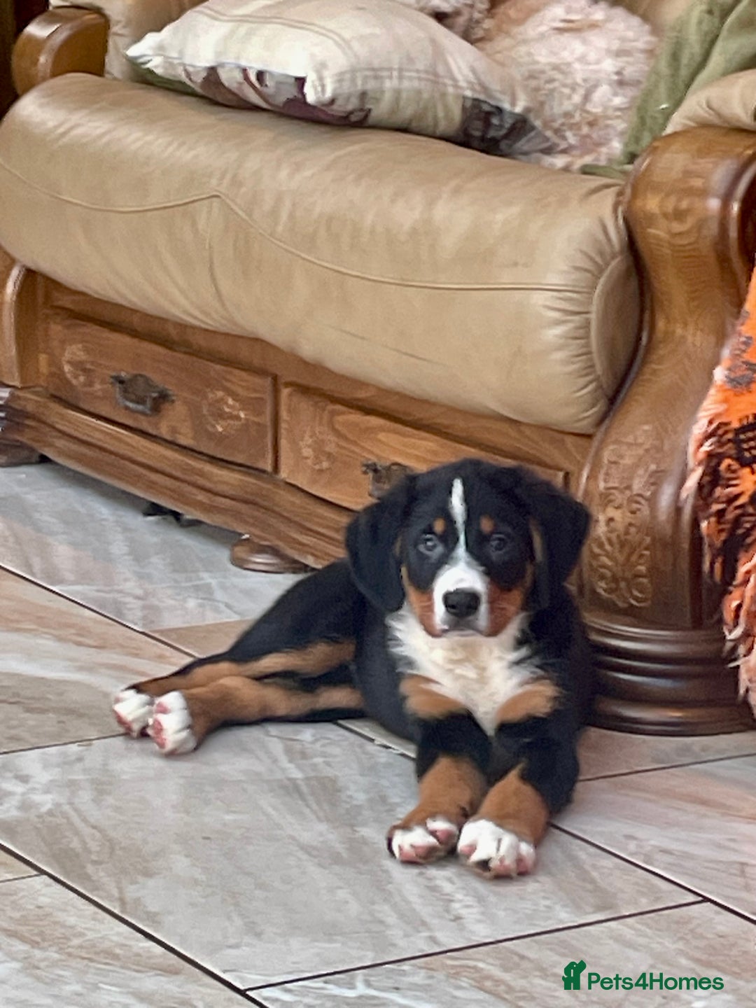 Bernese Mountain Dog dogs for sale: Boys and girls ready  - Advert 9