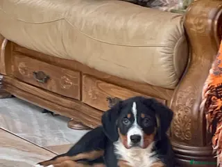 Bernese Mountain Dog dogs Boys and girls ready - Advert 1