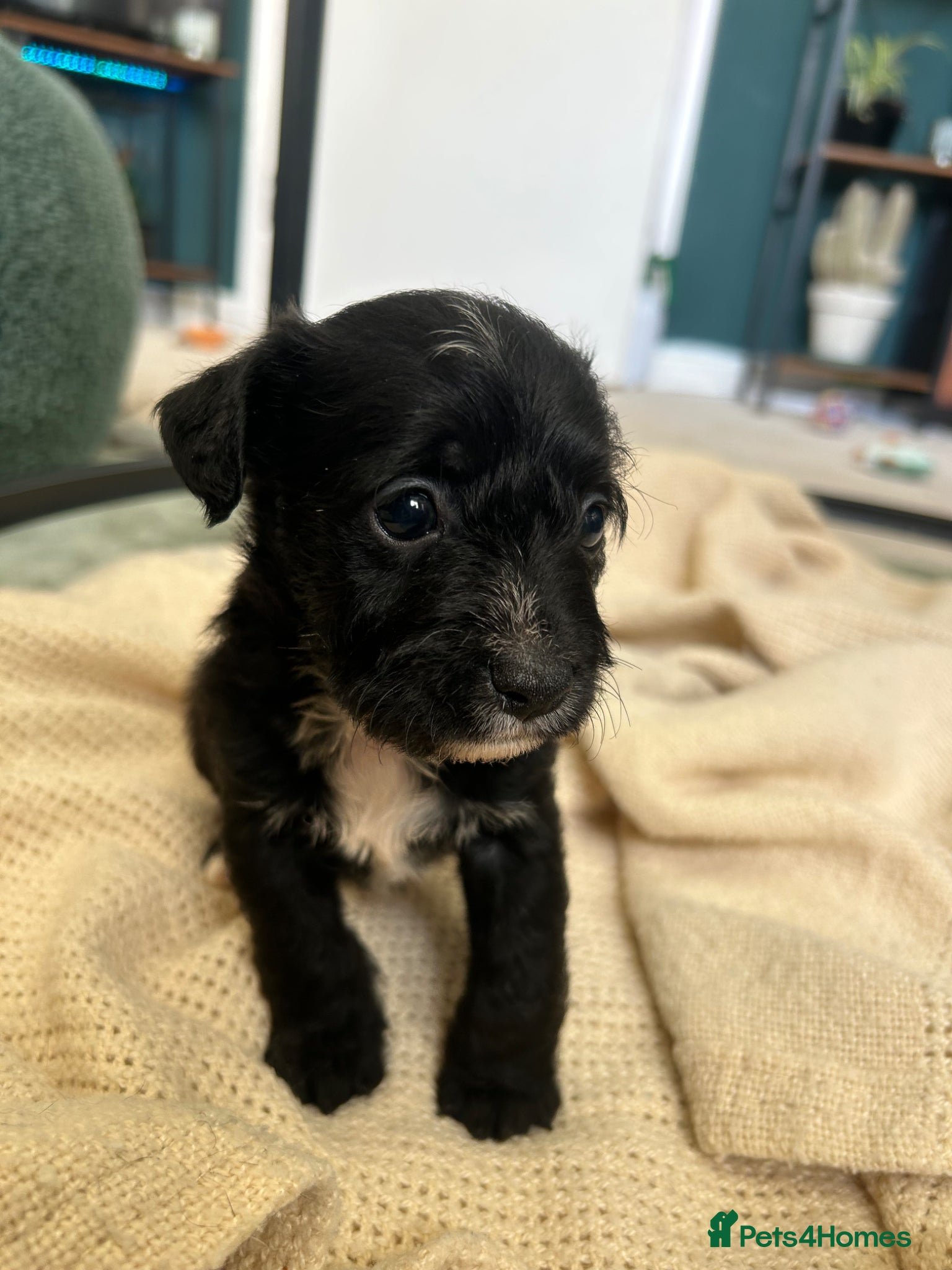 Mixed Breed dogs 4 Stunning Jackapoos - Advert 17