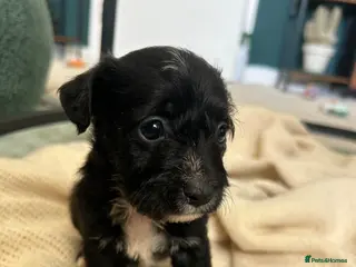 Mixed Breed dogs 4 Stunning Jackapoos - Advert 17