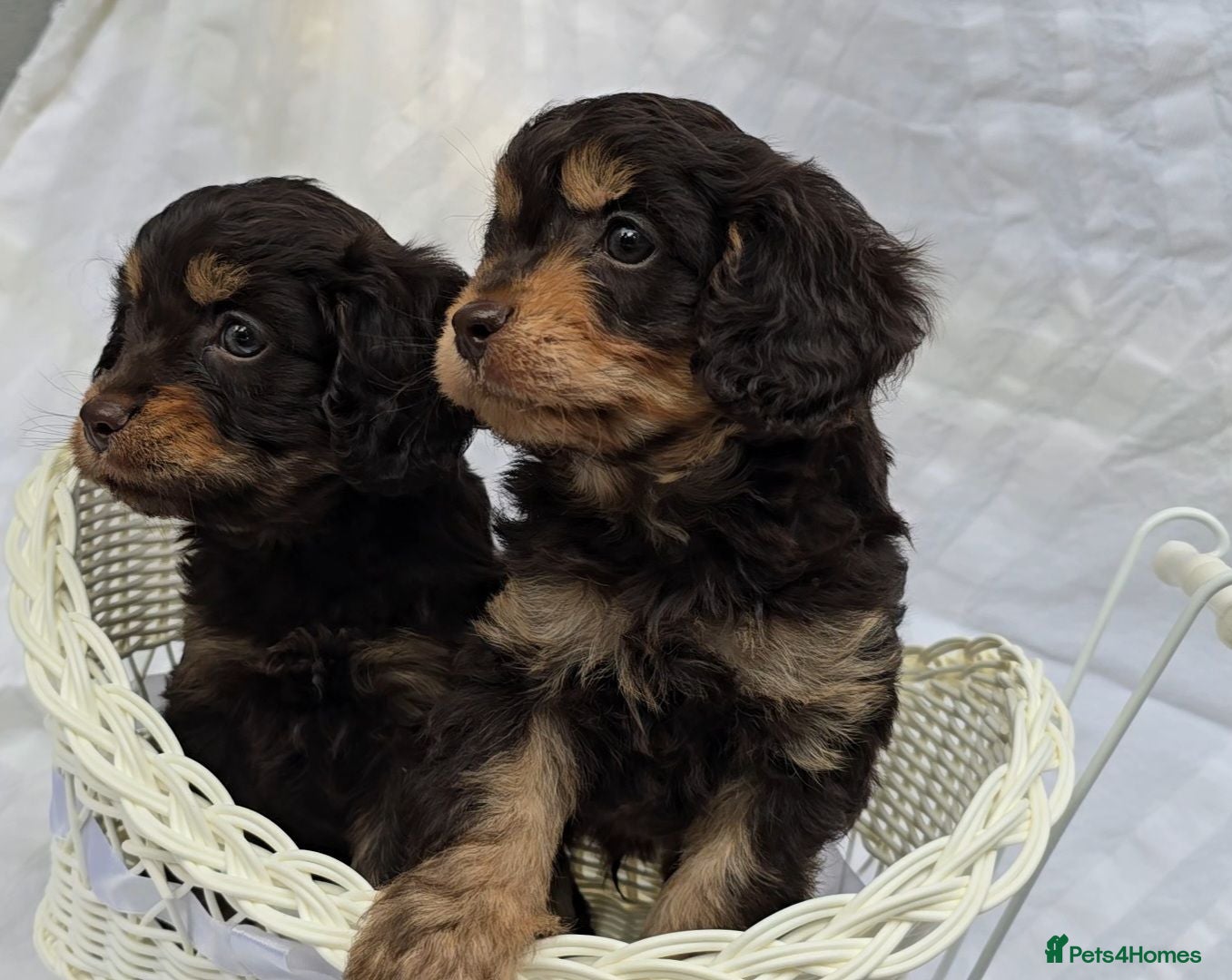 Cavapoo dogs Miniature rich chocolate & tan Cavapoo puppies  - Advert 1
