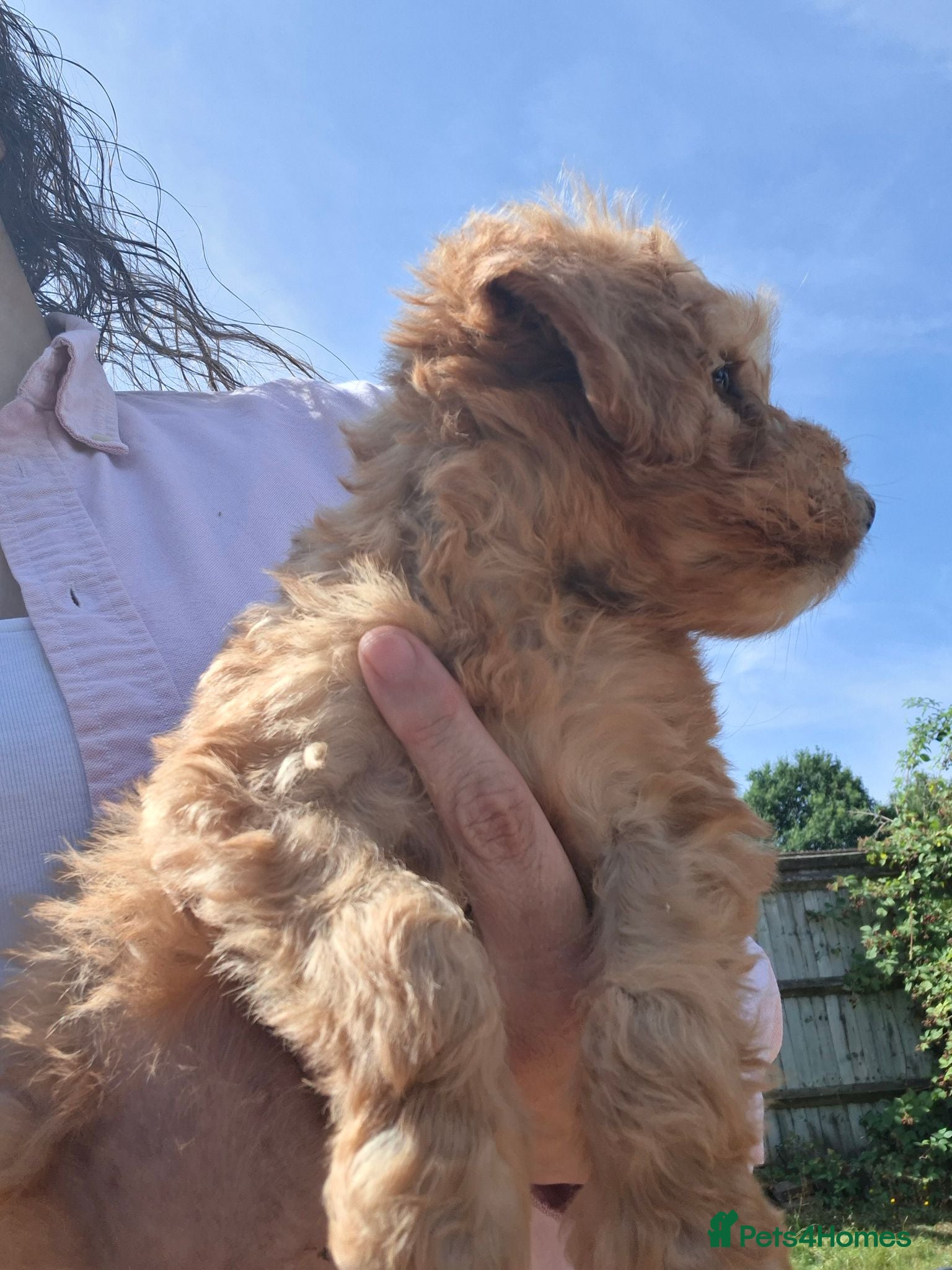 Cockapoo dogs One girl  remaining £850 - Advert 1