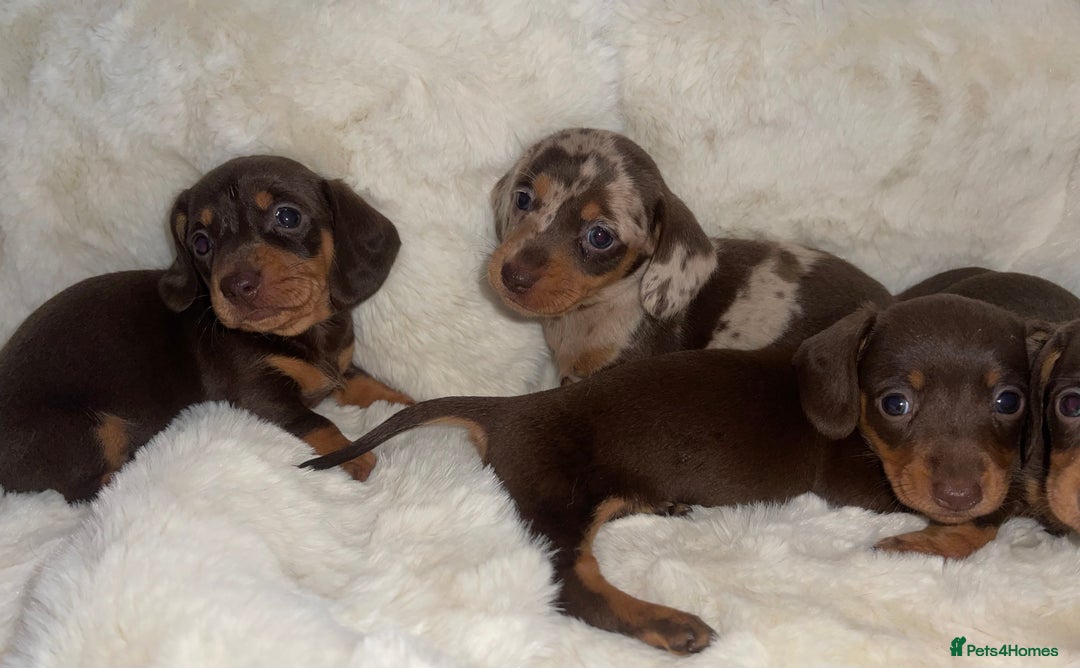 Miniature Dachshund dogs for sale: Miniature dachshund puppies - Image 2