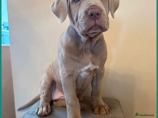 Mastiff dogs Neapolitan x Cane Corso Mix - Advert 12