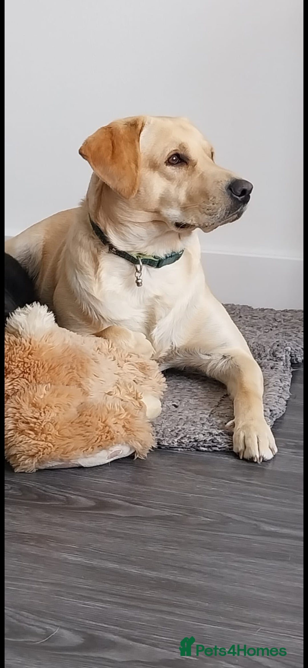 Cockerdor dogs for sale: Beautiful Female Cockador Puppy - Advert 5