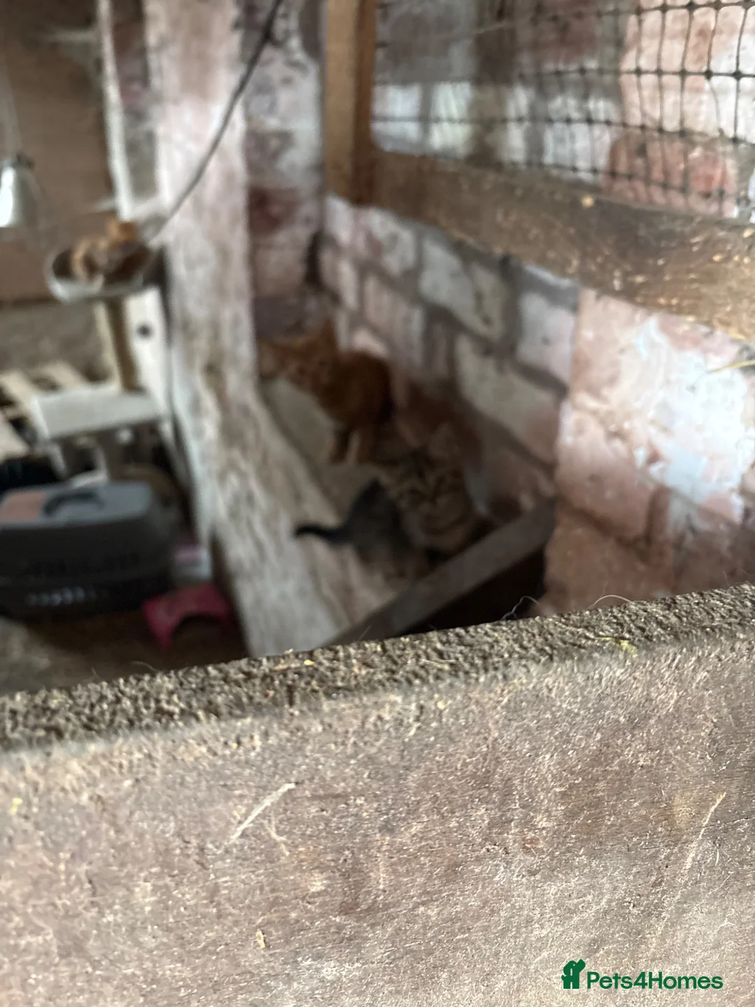 Mixed Breed cats for sale: 7 kittens looking for forever home! - Advert 2