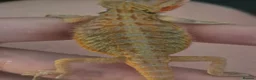 Bearded Dragon reptiles for sale: Healthy well started Baby Bearded Dragons  - Advert 3