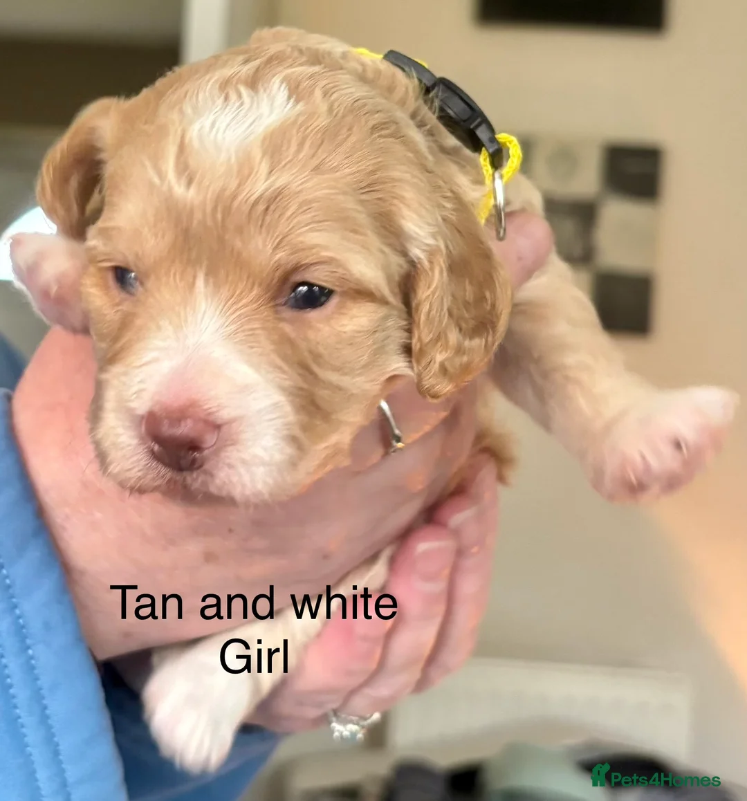 Cockapoo dogs for sale: Cockerpoo puppies  - Advert 2