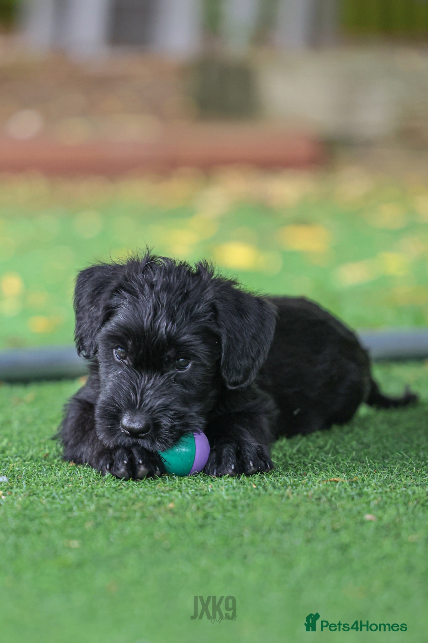 Giant Schnauzer dogs !!REDUCED!! Very well bred Giant schnauzer puppies - Advert 2