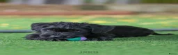 Giant Schnauzer dogs for sale: !!REDUCED!! Very well bred Giant schnauzer puppies - Advert 3
