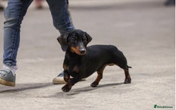 Miniature Dachshund dogs for sale: KC champ lines miniature smooth dachshund puppies - Image 15