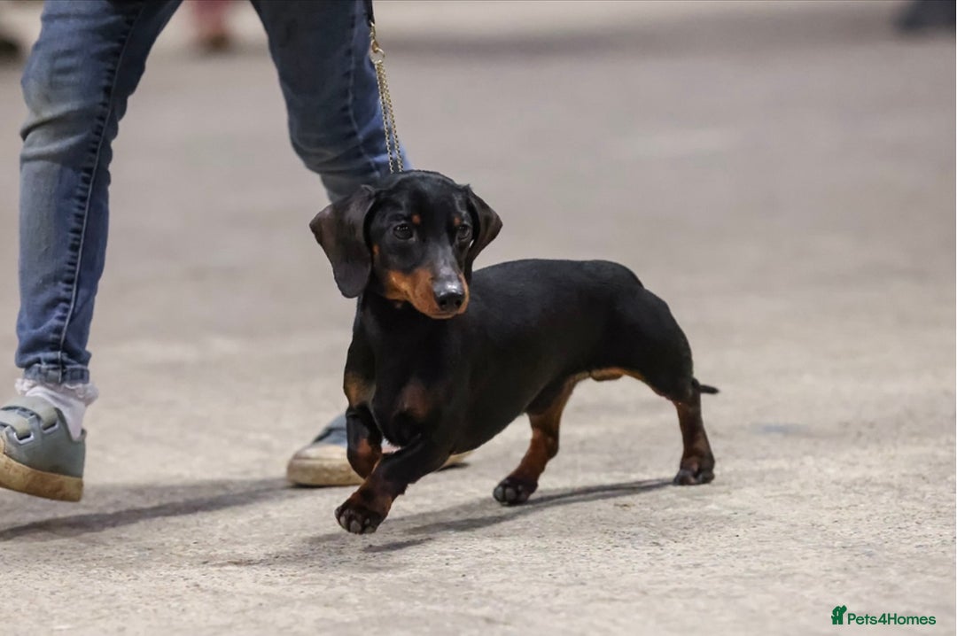 Miniature Dachshund dogs for sale: KC champ lines miniature smooth dachshund puppies - Image 15